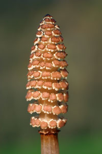 Equisetum arvense (click per ingrandire l'immagine)