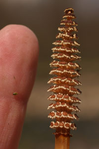 Equisetum arvense (click per ingrandire l'immagine)